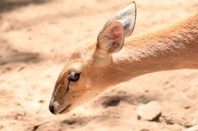 Portrait of young deer head