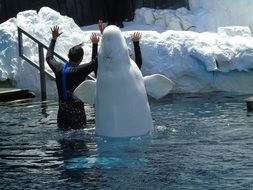white beluga with a man in the aquarium