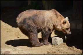 Bear Brown Animal