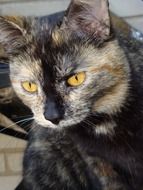 portrait domestic cat with yellow eyes