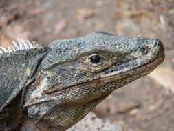 large reptile in habitat on costa rica
