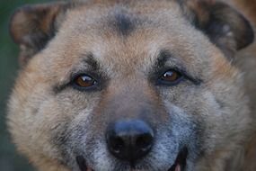 portrait of the cute doggie