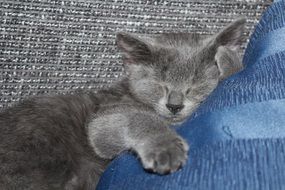 Kitten is sleeping