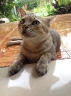 cute cat lying on the terrace