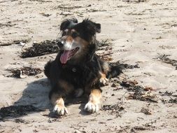 Dog Crossbreed Pet Canine
