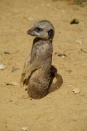 meerkat standing on hind legs