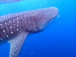 Whale Shark