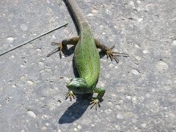 green lizard on a stone in the bright sun