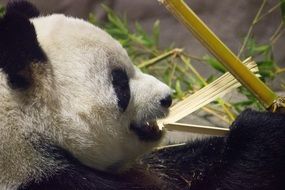 Panda in zoo