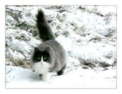 big domestic cat in the snow