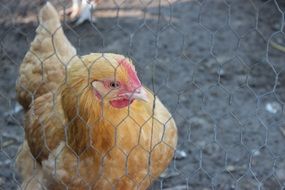 chicken behind the net on the farm