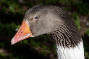 profile portrait of a farm goose