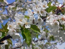 Bee on the white cherry flowers