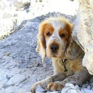 English cocker dog