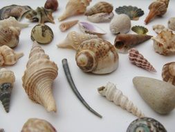 Mussels, Marine Gastropods