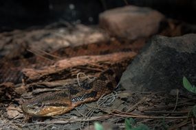 danger Snake