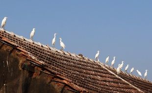 Little Egret Birds on a roof