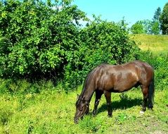 dark horse in the pasture on a sunny day