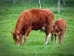 brown cows on the green pasture