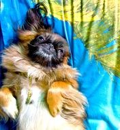 Pekinese Dog lays down on back