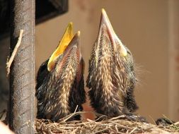 Turdus merula birds