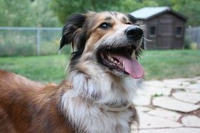 Australian Shepherd in the garden