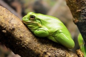green fat Frog