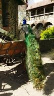 peacock on a city street in ronneburg