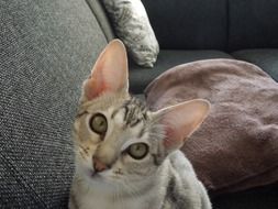 kitten on upholstered furniture