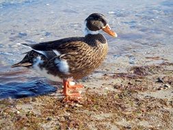 duck in the water on the beach on a sunny day