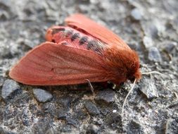 red moth on the pavement