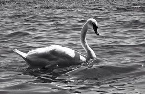 attractive Waterfowl Geese