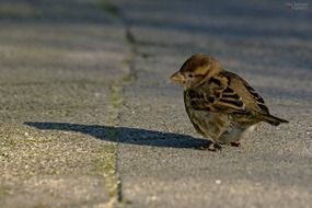 little fluffy sparrow on gray asphalt