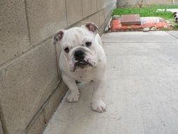 white english bulldog puppy