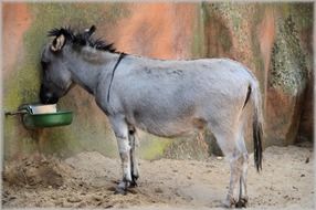 grey Donkey eating from feeder