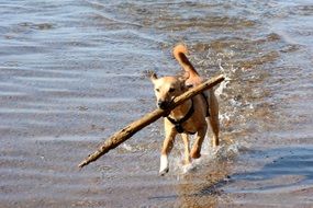 playing young dog with a stick