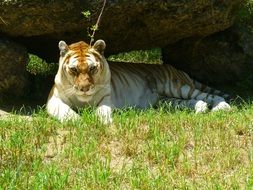 Golden Tiger lying on grass portrait