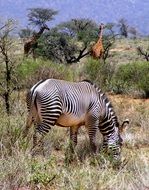 Grevy zebra in the wildlife