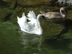 swans on a lake with green water