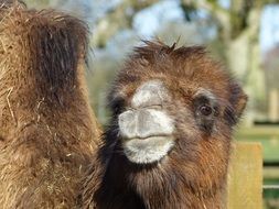 picture of the Camels in the zoo