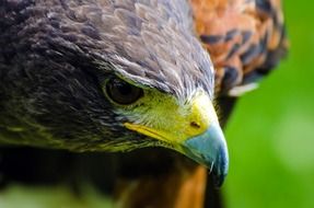 Colorful eagle head with a sharp beak