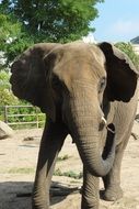 elephant in a zoo pen