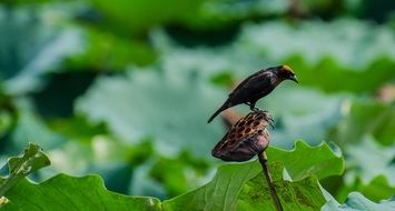 a bird stands on a lotus flower