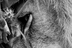 Lion Eye monochrome foto