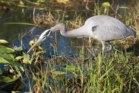 great blue heron in wetland