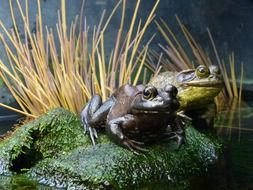 Frogs Amphibian