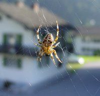 Toxic Spider