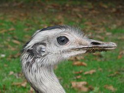 emu is an australian bird