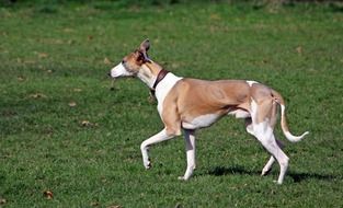 hound dog on the lawn in the park