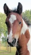 Foal outdoor, head close up